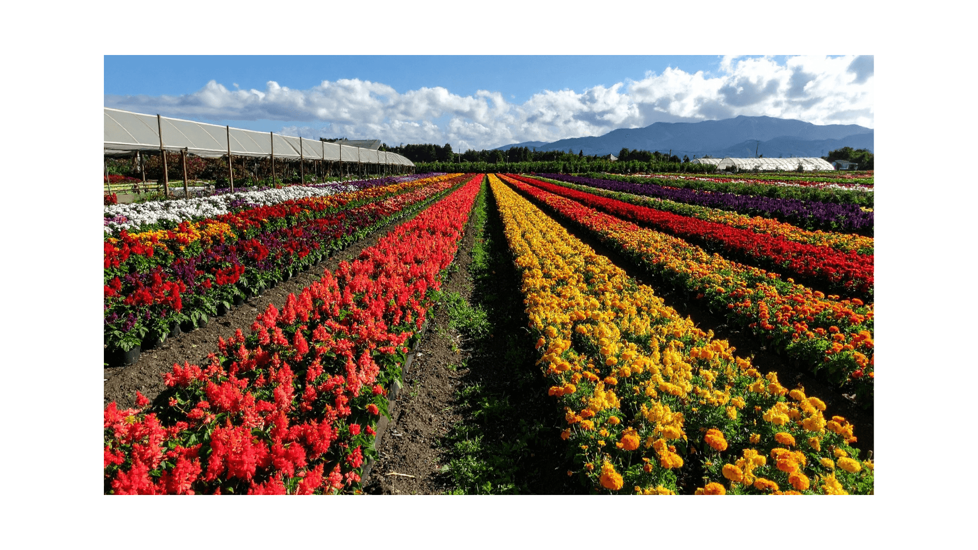 Rows of colorful flowers